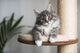 Meilleur vendeur d'arbres à chat muraux